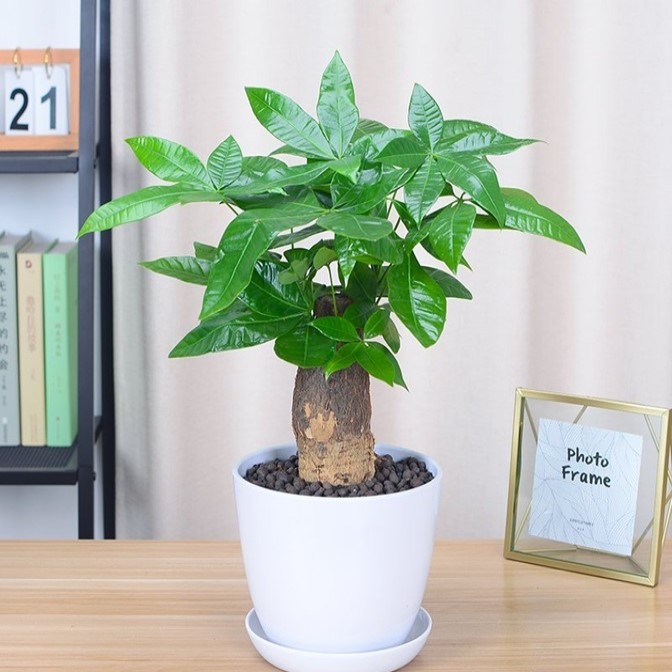 写真の説明を入れます